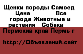 Щенки породы Самоед › Цена ­ 20 000 - Все города Животные и растения » Собаки   . Пермский край,Пермь г.